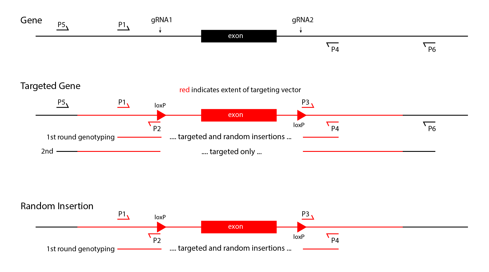 genotyping a floxed allele